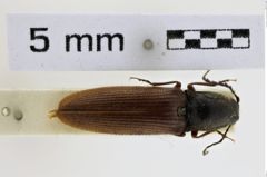 Foto (Dorsalansicht) von Hemicrepidius terukoanus (NHMW-ZOO-COL-0008960)